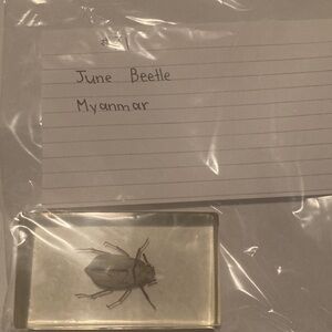 June Beetle - Myanmar